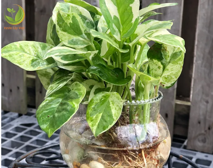 Trồng Trầu Bà Cẩm Thạch theo phương pháp thủy sinh trong lọ thủy tinh
