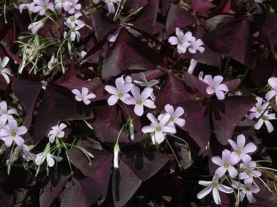 Cận cảnh lá và hoa cây Bướm Đêm với màu tím đặc trưng