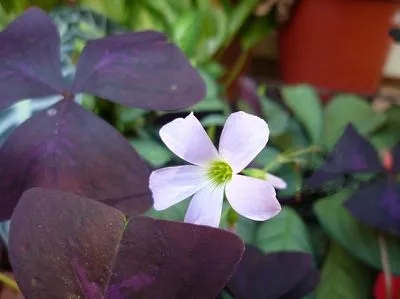 Cây Bướm Đêm được trồng trong chậu, nổi bật với sắc tím trên nền xanh