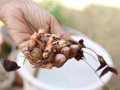 Chất trồng tơi xốp và củ cây Bướm Đêm