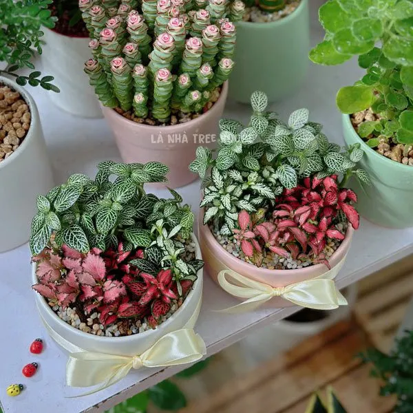 Chậu cây Cẩm Nhung nhiều màu gân lá nổi bật (Fittonia)