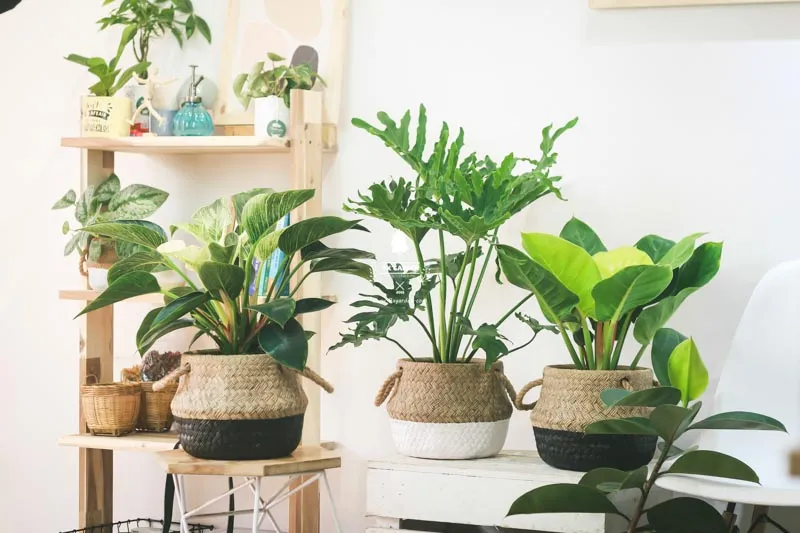 Nhiều chậu cây cảnh để bàn nhỏ gọn với nhiều loại cây và màu sắc khác nhau