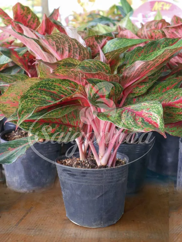 Cây Cung Điện Đỏ trồng trong chậu sứ trắng