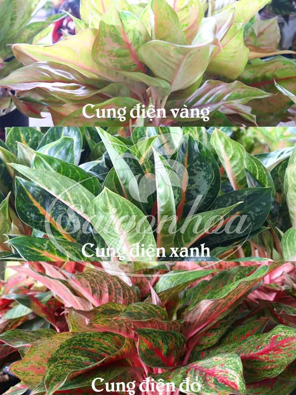 So sánh các loại cây Cung Điện khác nhau