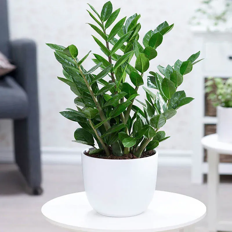 Cây Kim Tiền mang ý nghĩa chiêu tài lộc, thường được đặt trong chậu sứ