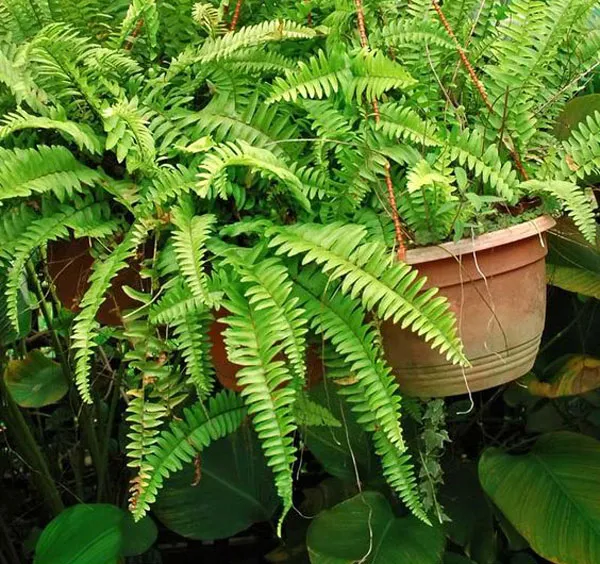 Cây dương xỉ tán lá dài, thon gọn, phù hợp với môi trường bán cạn