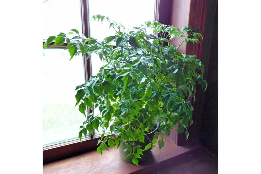 Cắt tỉa giúp cây Hạnh Phúc khỏe mạnh và có hình dáng đẹp hơn