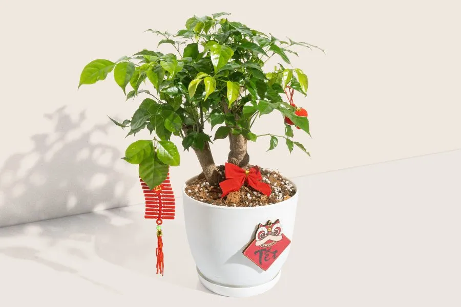 Cây Hạnh Phúc trồng trong chậu sứ màu trắng tinh tế