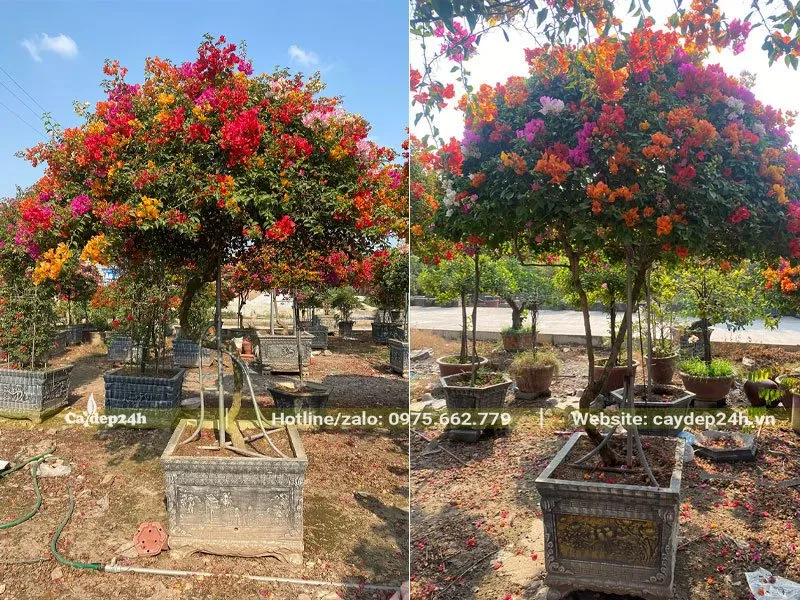 Cây Bông Giấy ngũ sắc trồng lâu năm có giàn đỡ