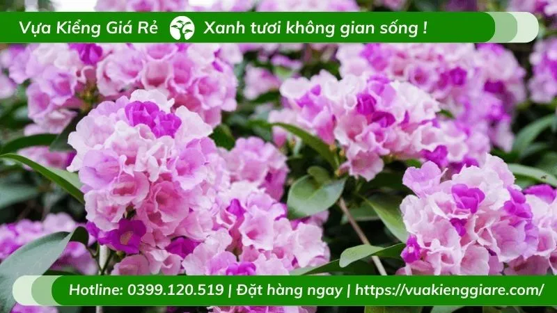 Cận cảnh những bông hoa lan tỏi đang chuyển màu từ tím sang trắng