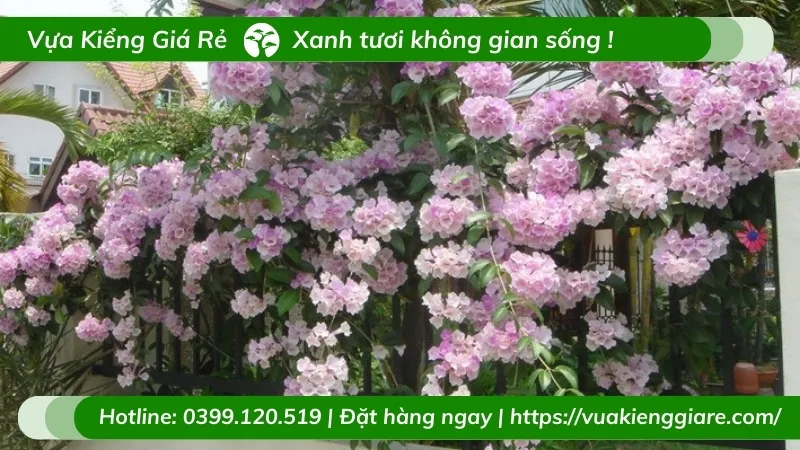 Hình ảnh cận cảnh hoa lan tỏi tím nở rộ thành chùm