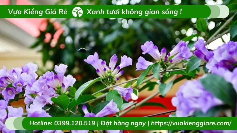 Chùm hoa lan tỏi lớn với màu tím rực rỡ trên giàn