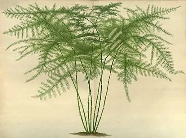 Cây kim thủy tùng thân bụi nhỏ, lá kép hình tam giác