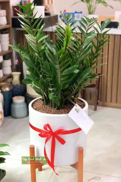 Cây Kim Tiền - Biểu tượng của tài lộc