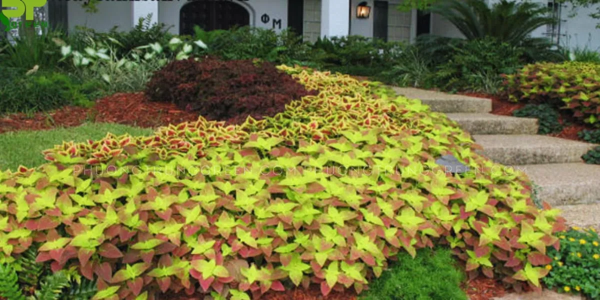 Cây lá gấm trồng viền bồn, tạo đường nét nổi bật cho cảnh quan