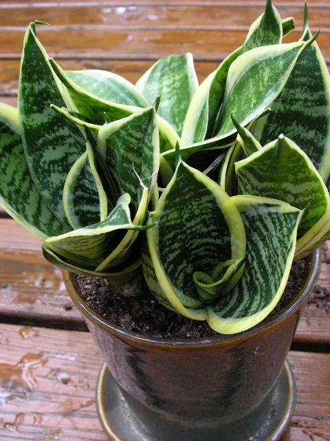 Cây Lưỡi Hổ Dwarf Laurentii lá mập lùn, mọc kiểu hoa sen