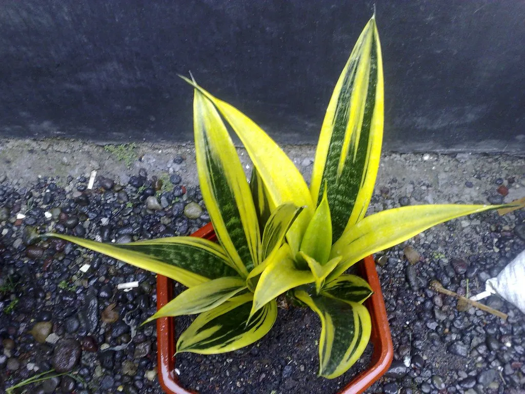 Lưỡi Hổ Gold Flame nổi bật với màu vàng rực rỡ