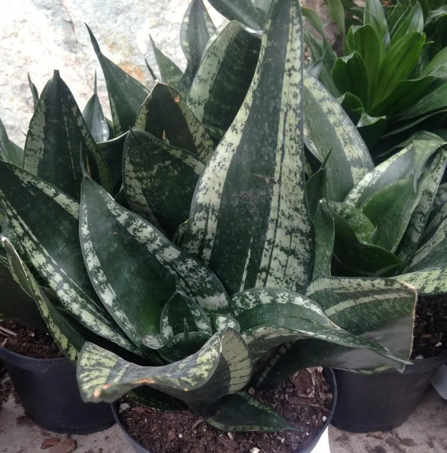 Lưỡi Hổ Whitney (Black Robusta) giống lùn viền xanh bạc