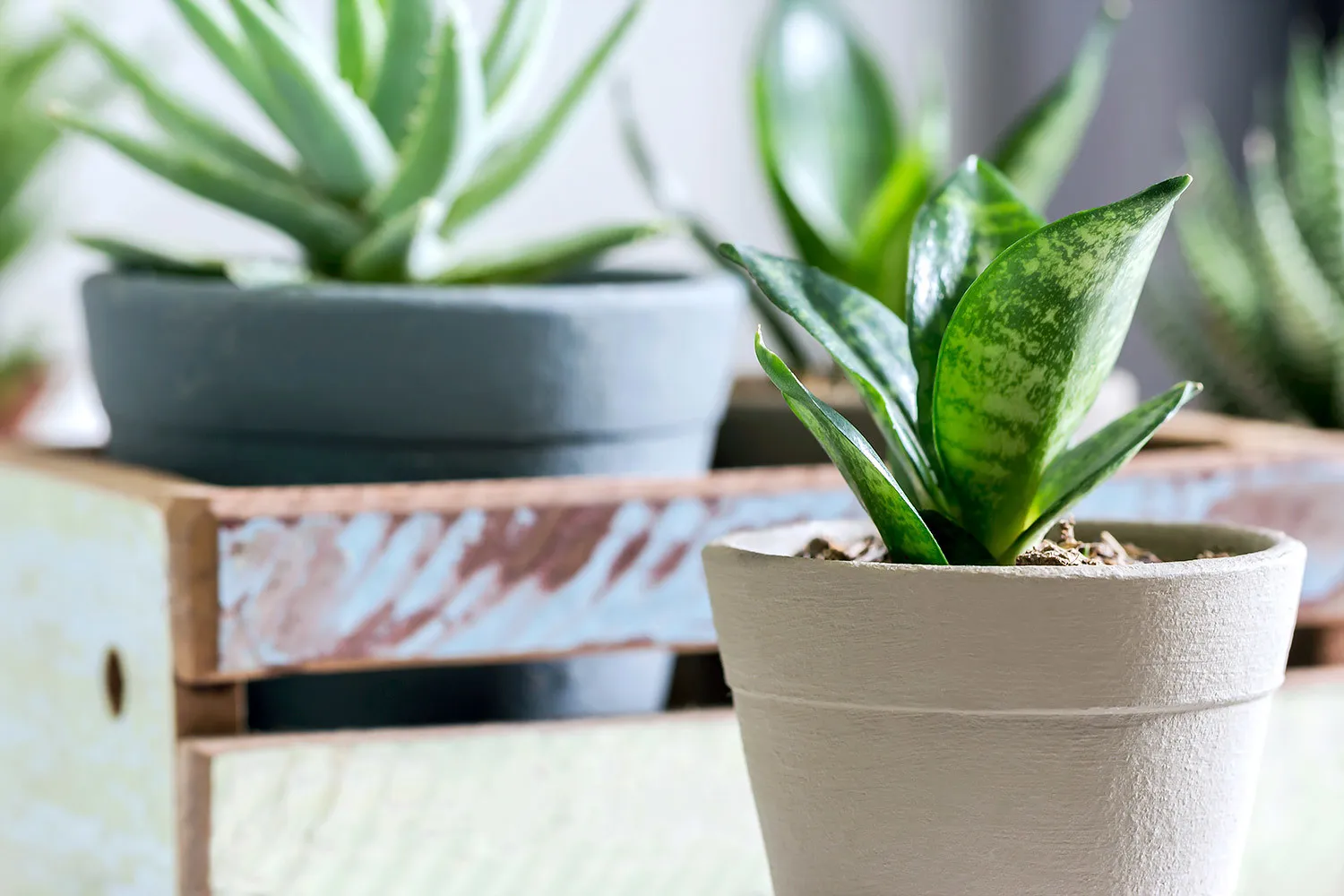 Cây Lưỡi Hổ thích hợp đặt ở bàn làm việc