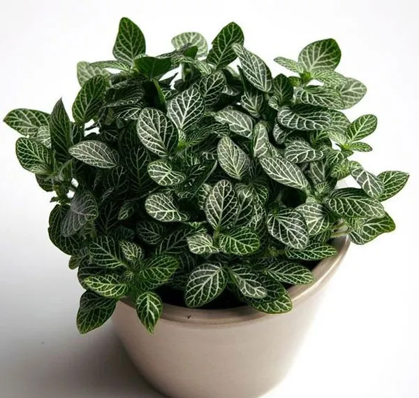 Cây may mắn lá bầu dục với đường vân trắng nổi bật