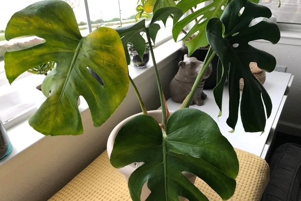 Cây Monstera bị vàng lá do thiếu độ ẩm hoặc tưới thừa nước