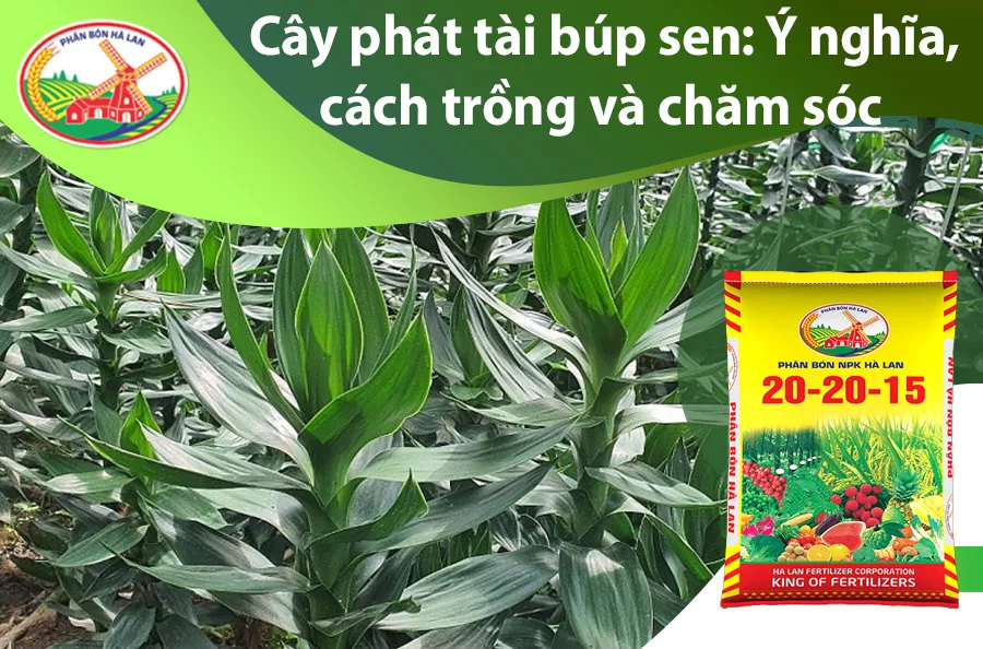 Cây phát tài búp sen đặt trong chậu sứ trắng đẹp mắt