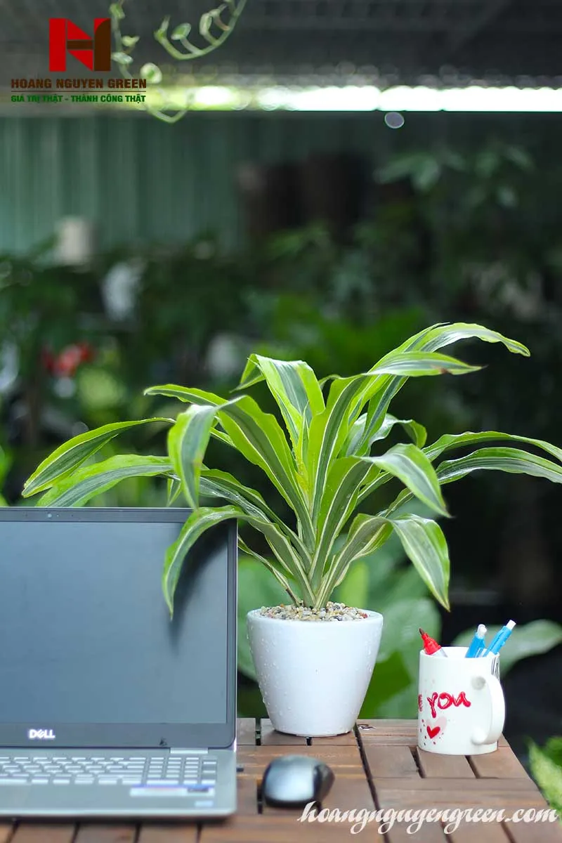 Cây Phát Tài lộc ghép với số lượng cành mang ý nghĩa phong thủy