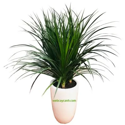 Cây Phát Tài Núi 3 Thân dùng trang trí nội thất