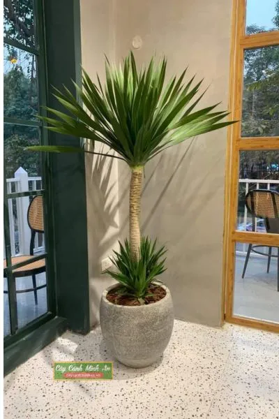 Cây Phát Tài Núi - Biểu tượng của sự thăng tiến