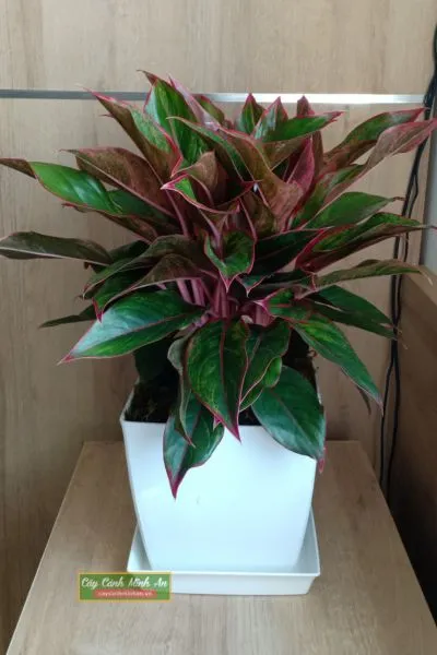 Cây Phú Quý - Cây cảnh phong thủy giá rẻ, đẹp mắt