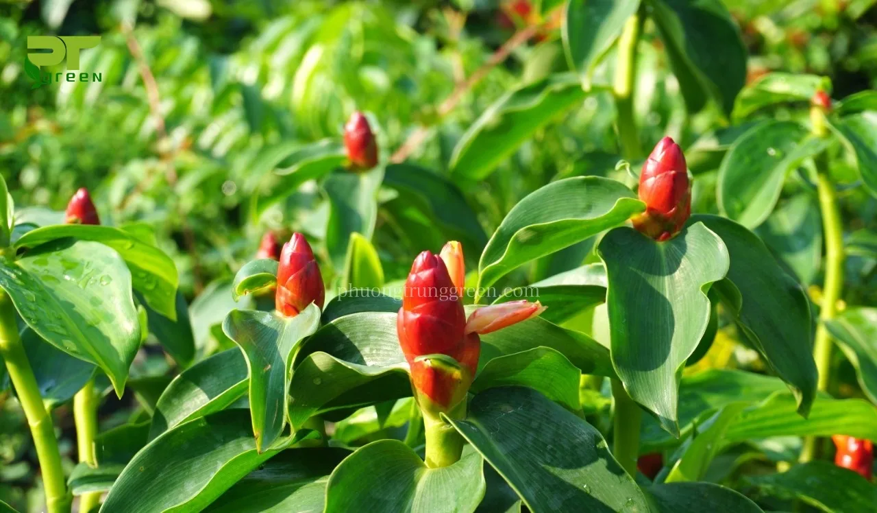 Chậu cây Phúc Lộc Thọ trưởng thành với hoa đỏ cam rực rỡ