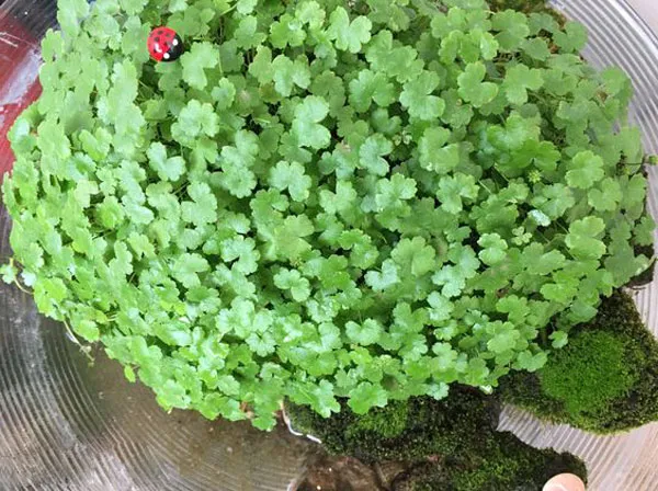 Cây rau má hương xanh tươi, mọc thành đám trong hồ bán cạn