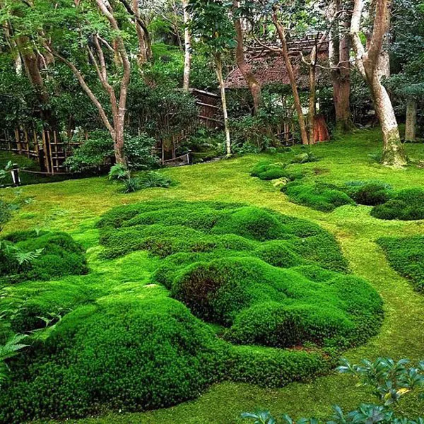 Mảng rêu nhung xanh mướt, mềm mại bám vào nền ẩm ướt