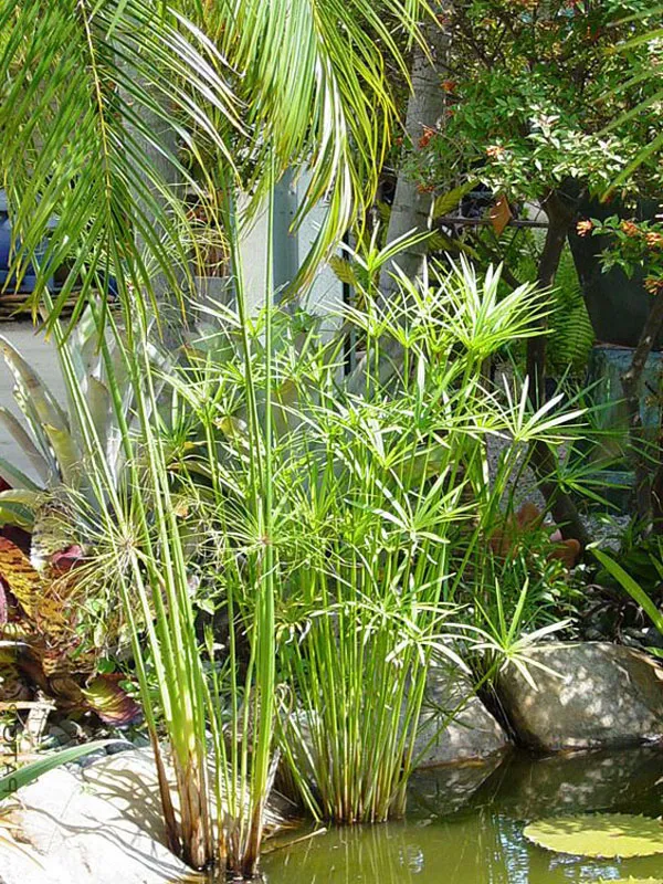 Cụm cây thủy trúc thân dài, lá mảnh xòe như bông hoa