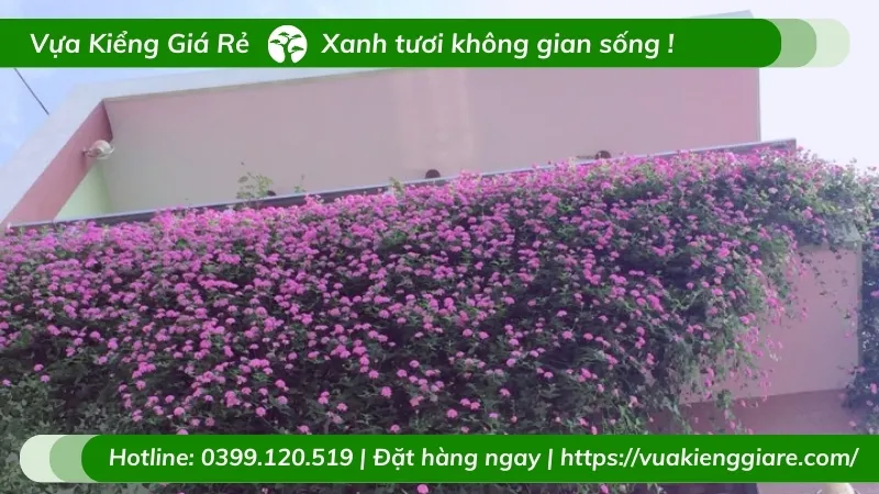 Rễ cây trâm ổi tím đang phát triển trong chậu
