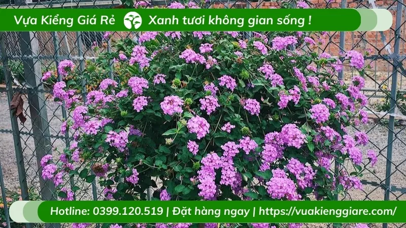 Hình ảnh cận cảnh hoa trâm ổi tím với nhụy vàng nổi bật