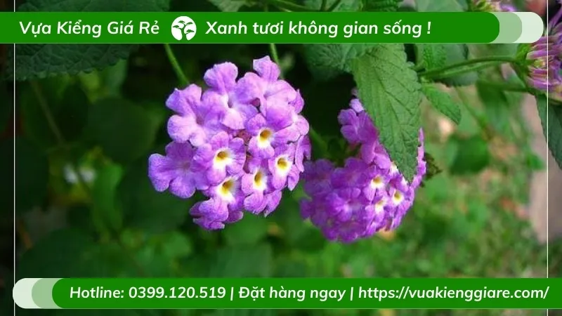 Chùm hoa trâm ổi tím rủ mọc thành khối cầu xinh xắn