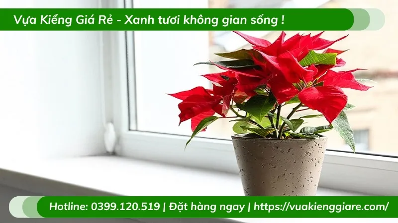 Cây trạng nguyên trồng trong chậu để trang trí bàn làm việc