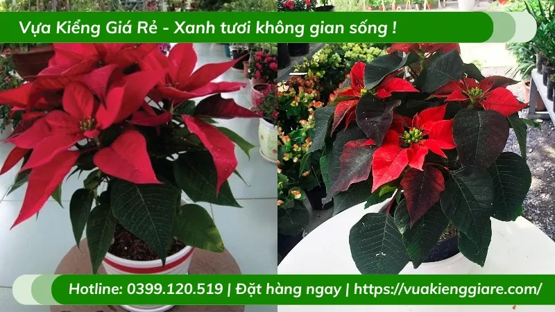 Cận cảnh những chiếc lá bắc màu đỏ rực của cây