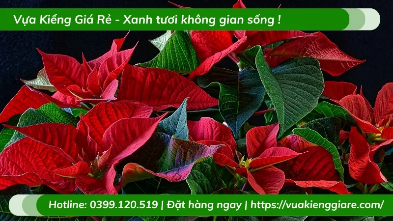 Hoa trạng nguyên với sắc đỏ rực rỡ tượng trưng cho may mắn