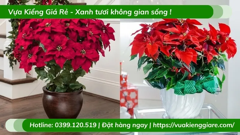 Trạng nguyên là cây cảnh phong thủy phù hợp với mệnh Hỏa và Thổ