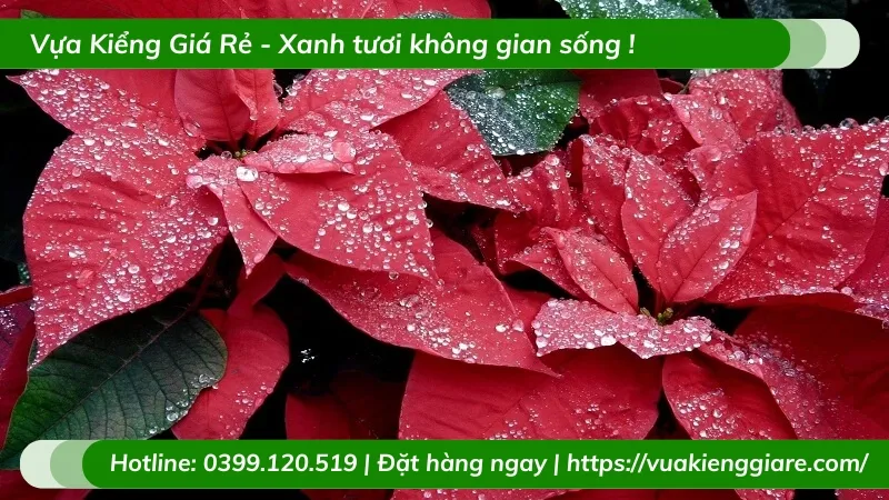 Chậu cây trạng nguyên đang được tưới nước và chăm sóc