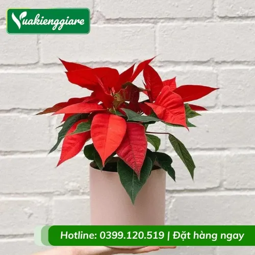 Toàn cảnh cây trạng nguyên rực rỡ sau khi được chăm sóc