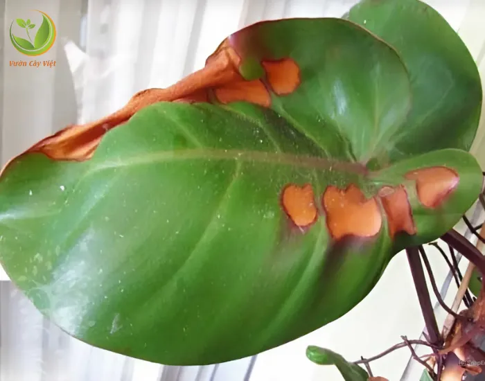 Cây Trầu Bà Đế Vương Xanh bị cháy lá có đốm nâu