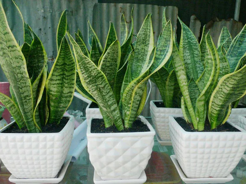 Cây Lưỡi Hổ với lá xanh thẳng đứng, một lựa chọn tuyệt vời để thanh lọc không khí