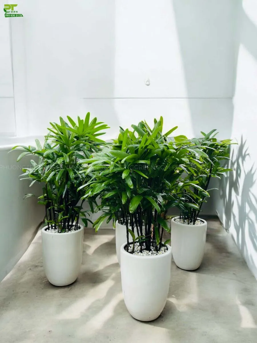 Mẫu cây trúc mây trồng trong chậu sứ trắng bán chạy