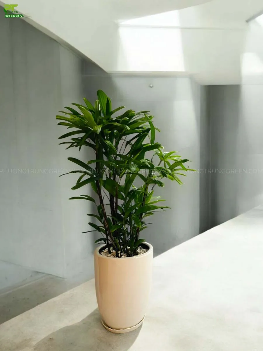 Mẫu cây trúc mây lá xòe đẹp mắt