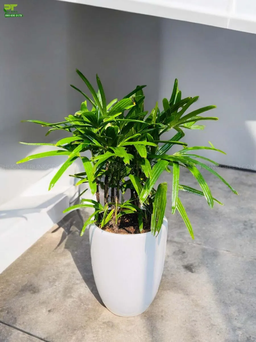 Trúc mây trang trí góc nhà