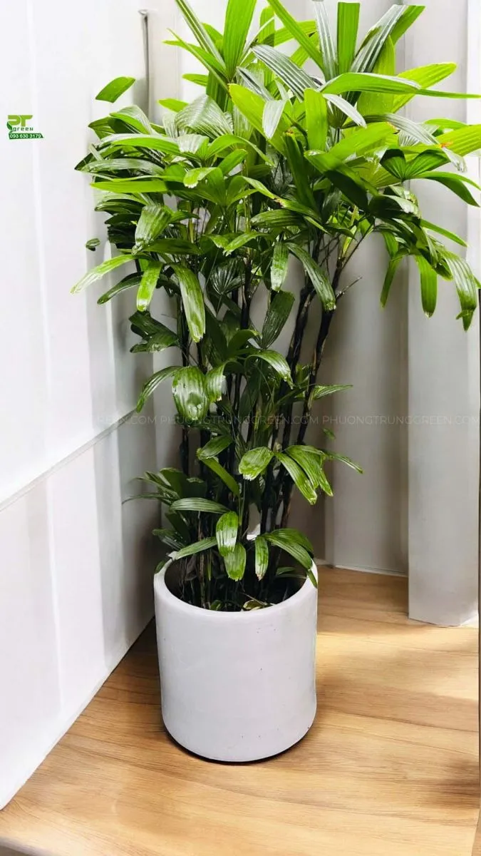 Trúc mây trang trí phòng khách