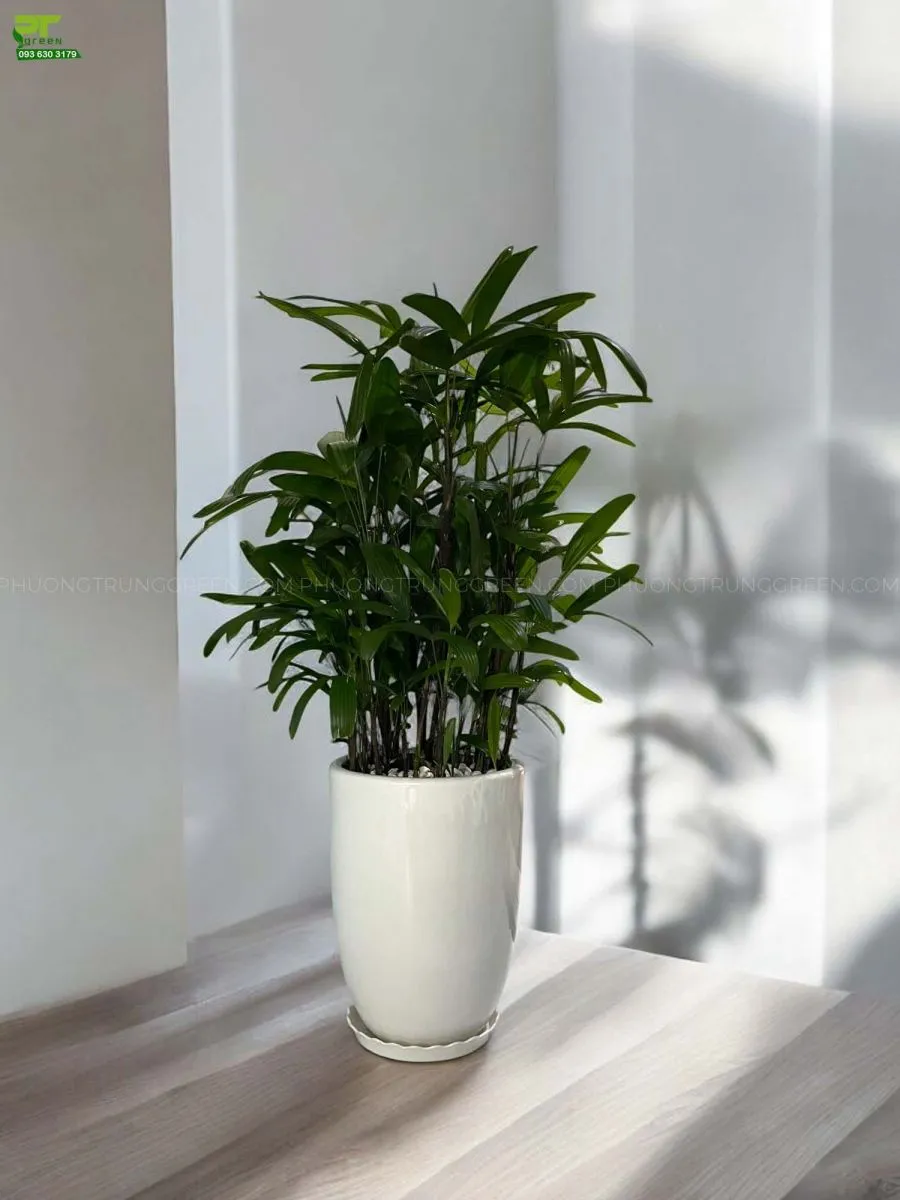 Cây trúc mây (mật cật) có tán lá xanh mướt